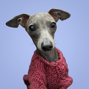 Galgo italiano con suéter rosa